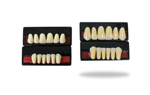 Artificial Teeth Sets